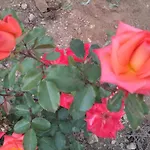 Casa Regina Βίλα Icod De Los Vinos
